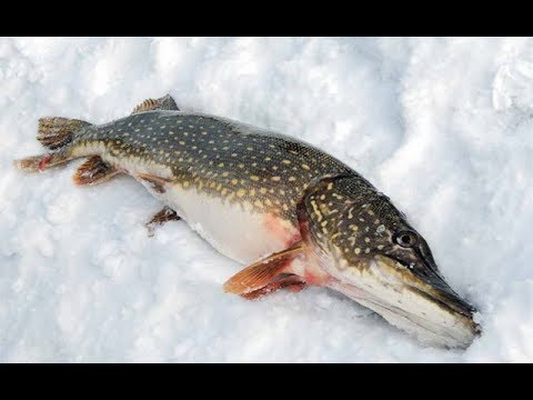Жерлицы и плотва в Хмелевке 18. 01. 2018 .