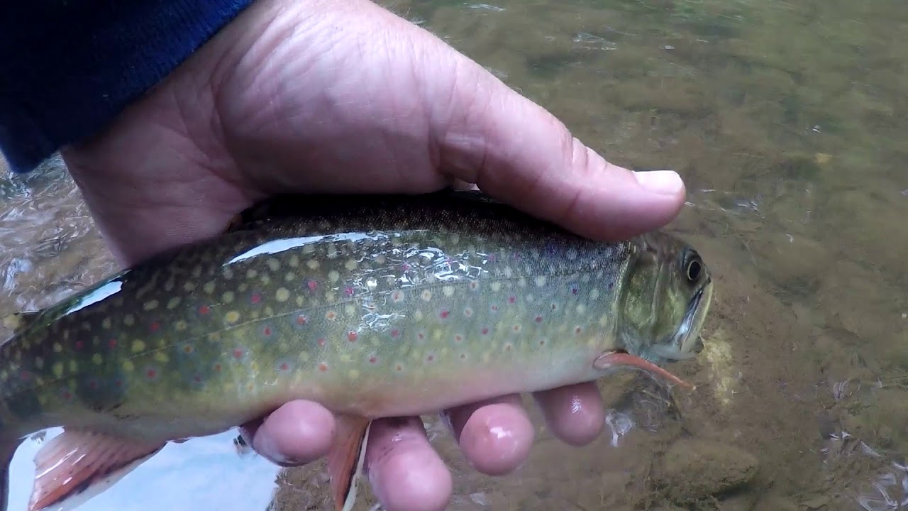 Trout Fishing in West Virginia with Spinners and Bait YouTube