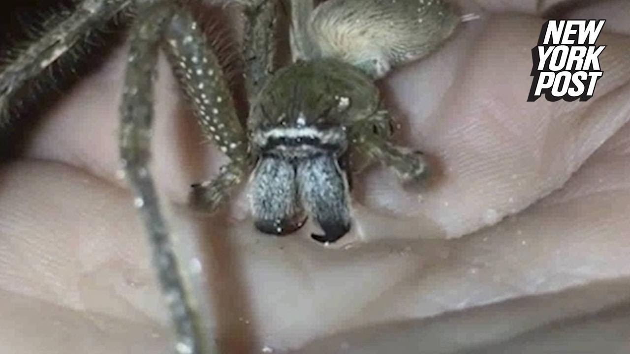 ny post mets Creepy 4-limbed spider is on its last legs