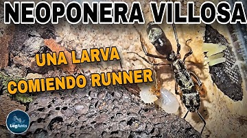 Neoponera villosa | Pillamos una larva comiendo patita de runner