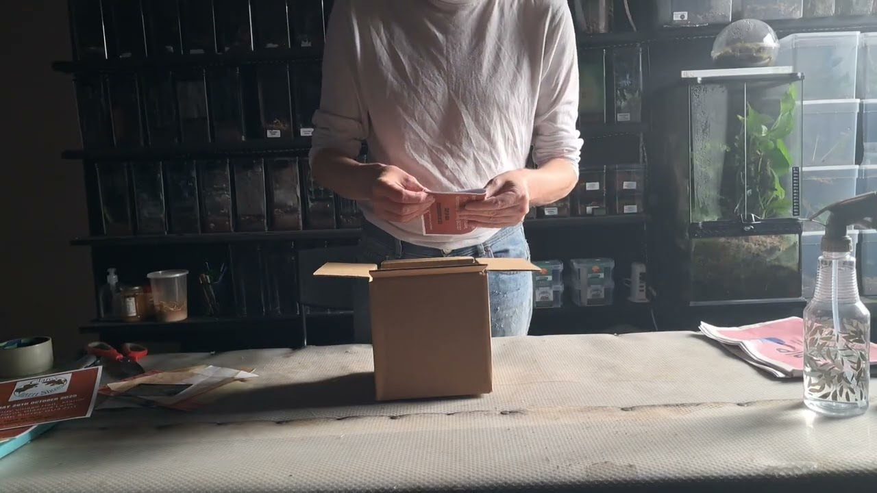 How To Pack Praying Mantis Nymphs!