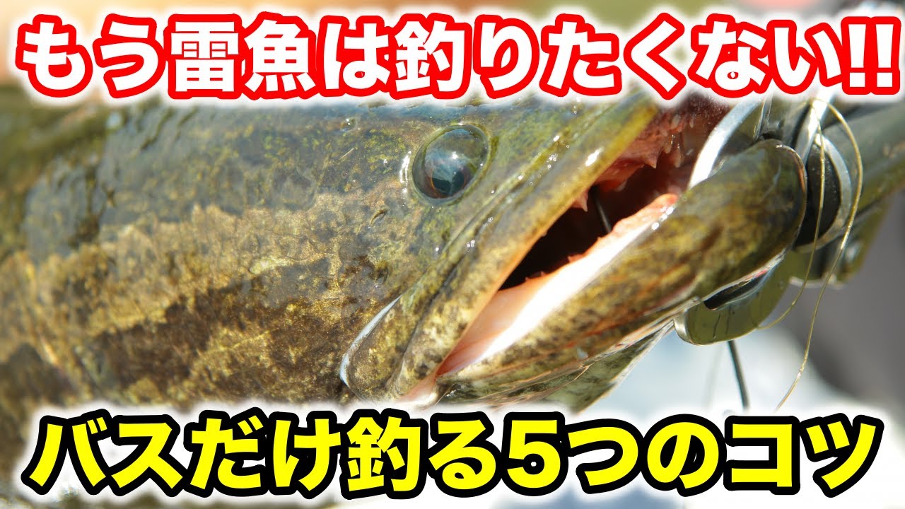 バス釣りをしてるのに雷魚が釣れる…🥹バスだけを釣るための5つのコツ！