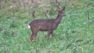 Deer in the Old Gardens nr Carnbroe Mains Farm