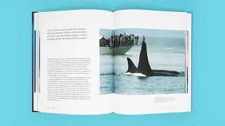 Wild Orcas: A Deep Dive into the World of Killer Whales