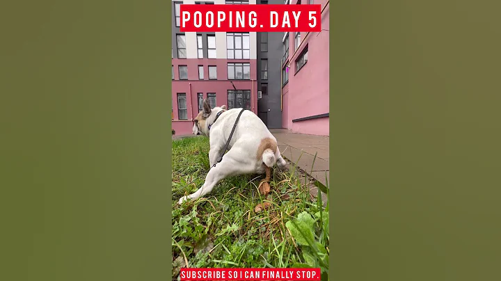 Day 5: This pooping dog forgot why he’s still pooping 💩 #MrGregFrench #funny #bulldog #dogshorts