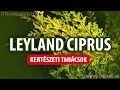 Mit kell tudni a leylandi ciprusról? - kertészeti tanácsok