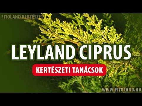 Videó: A növényi kölykök azonosítása: Hogyan keressünk kölyköket