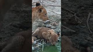 A Big and Small Lion Cub