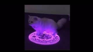Demonic little grey cat theme song for One Hour (66% Speed)