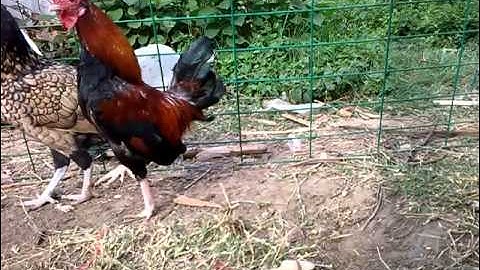 QaibThaiBackyard - Qaib Dib Liab