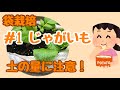 【袋栽培だって進化する 第3弾】じゃがいもVer. #21しばみゆアットランダム #袋栽培 #じゃがいも #簡単 #プランター処分