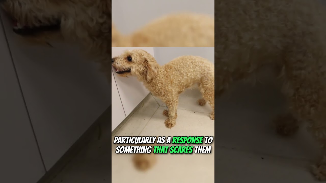 How To Know If Your Dog Is Crying?