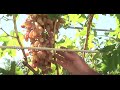 «Сельский порядок». Как вырастить виноград (16.09.2015)