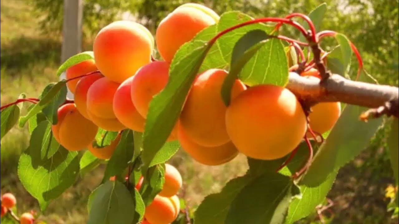 Саженцы абрикос крупноплодный. Абрикос куйбышевский юбилейный. Абрикос зимостойкий сусова. Абрикос сорта какой лучше. Абрикос сорта какой лучше.