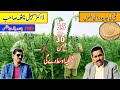 Sesame best varieties 2024 in pakistan           tili best varieties