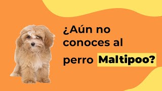 MALTIPOO, ¿nueva raza?