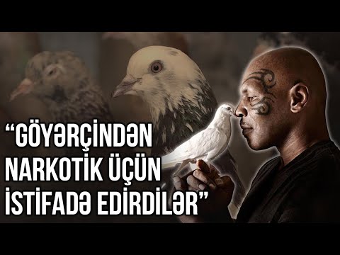 Bakıdan Mayk Taysona göyərçin hədiyyəsi - ARZUNUN VAXTI