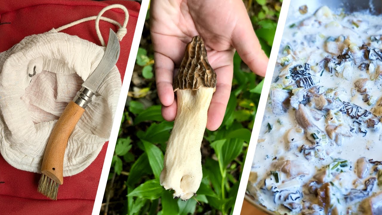 Finally Found a True Morel after Weeks of Fails! | Recipes: True & False Morel Mushroom Cooking