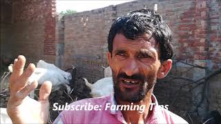 Rajan puri goat farming in Pakistan||How to start goats business