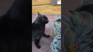 Kajuyu Dışarı Saldıktan Sonra Kedilere Mama