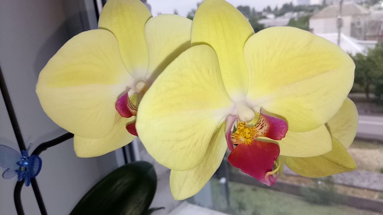 Золотая Орхидея Фото