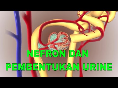 Video: Dalam nefron nacl dikembalikan ke interstitium oleh?