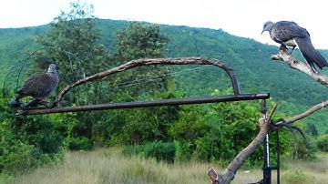 King Of Trap - The Best Quick Dove Trap Technique