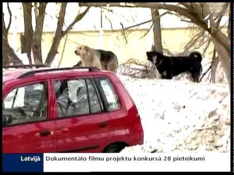 Video: Jā, Pit Bulls Var Būt K-9 Suņi Un Terapijas Suņi