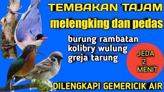 1 jam masteran burung kecil tembakan tajam dan pedas