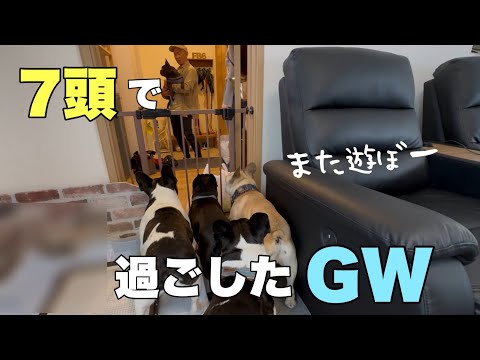 フレンチブルドッグ７頭と過ごしたGW！わちゃわちゃだったけど居なくなると寂しいね💦