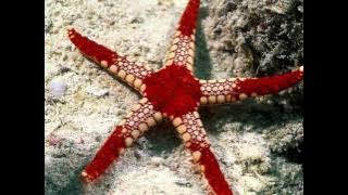 nyawa band aku yakin bisa