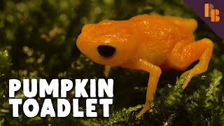 This Frog Is Bad At Basically Everything by Bizarre Beasts 1,402,597 views 1 year ago 7 minutes, 6 seconds