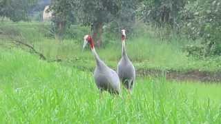 saras bird vedio by Rakesh Chute