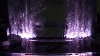 Plasma bubbles Net Worth