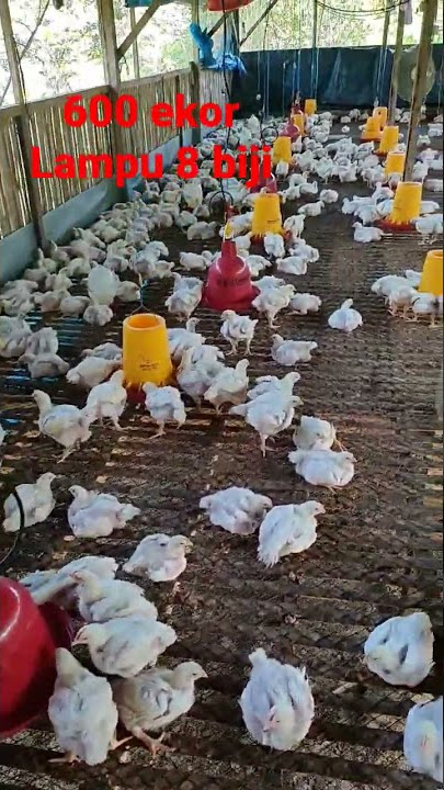 beternak rumahan ayam populasi 600 ekor, ayam Malindo, umur 22 hari