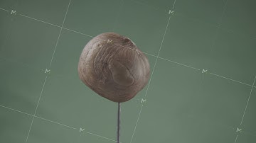 Hazelnut rotating with loop on green screen for chroma key