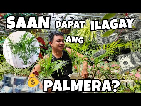 Video: Saan mabubuhay ang mga puno ng palma?