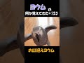 ヨウムが何か覚えてきた#153