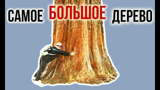 Сажаю СЕКВОЙЯДЕНДРОН гигантский / Особенности посадки и ухода / Игорь Билевич