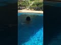 Слоник плавает 4
