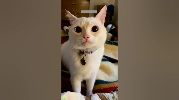 Watch the video about Funny Cat 😾 Favorite Friends 😾 # Part 4772