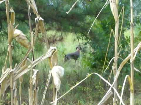 Weim Eva - Training with Scott Edwards for Senior/Master Hunter