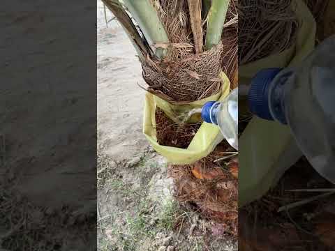 طريقة ري الرواكيب المرتفعة بعد عملية التجذير الهوائي