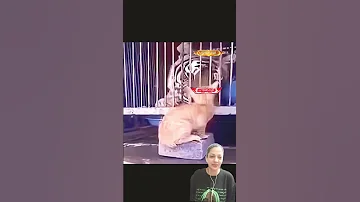 Tiger Reaction Petinthecity1222 Tiger Cat Cats Catvideos Catshorts Animals Animallover 