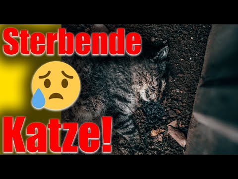 Video: Wie man eine stilvolle selbstfüllende Hundewasser-Schüssel macht