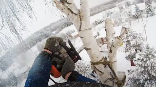 Залезли спилить березу, работа зимой Arboristics in Russia Felling trees with a chainsaw