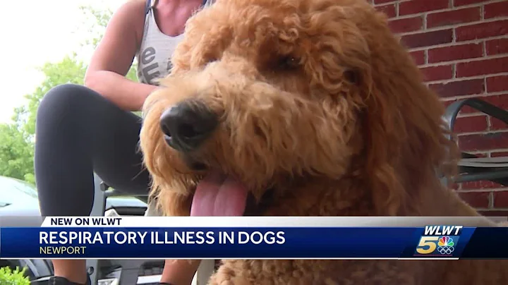 Mystery dog respiratory illness on the rise across Cincinnati