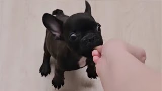 Sassy Tiny Frenchie says he's a cage raiding expert. Piece of cake!. Gomez ep3 by Wagging Tails Rescue 4,800 views 8 days ago 8 minutes, 39 seconds