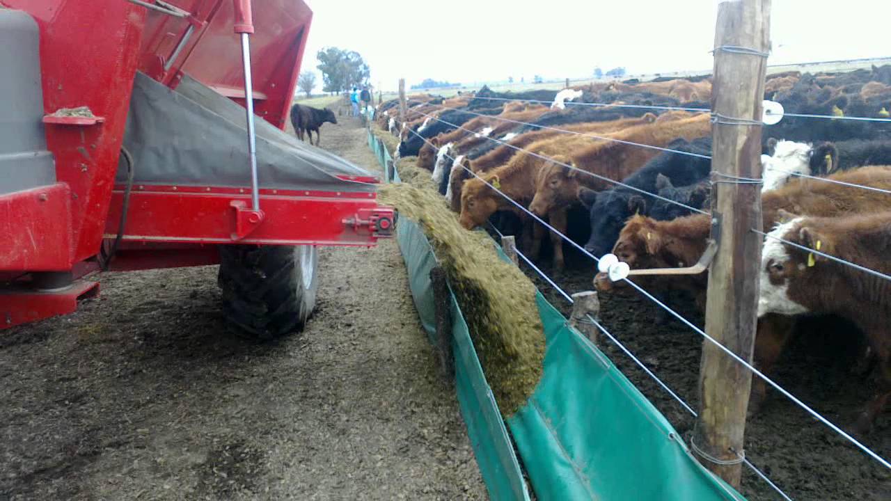Dando ración // feedlot
