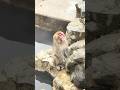 Monkey blinks slowly, steam curls around it#japan #onsen